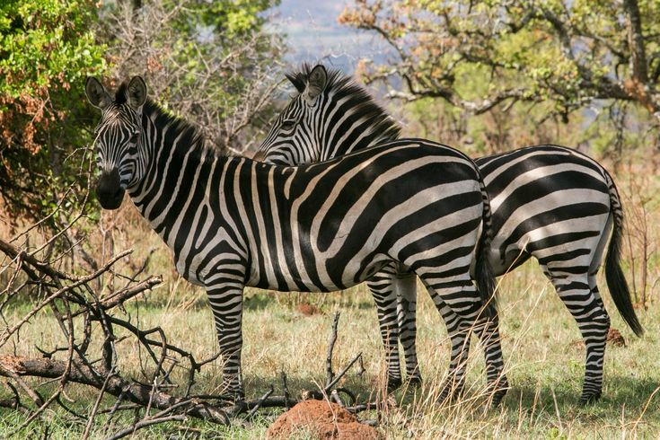 For the love of Zebras at Samburu National Reserve